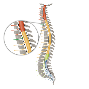 Spinal nerve T1 (#16112)