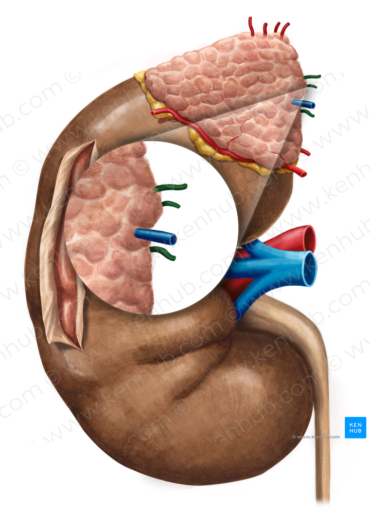 Middle suprarenal artery (#1871)