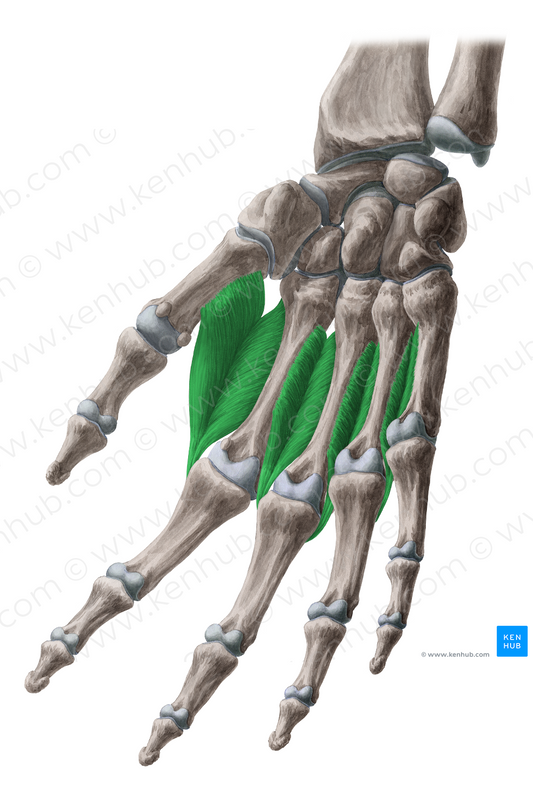 Dorsal interossei muscles of hand (#5129)