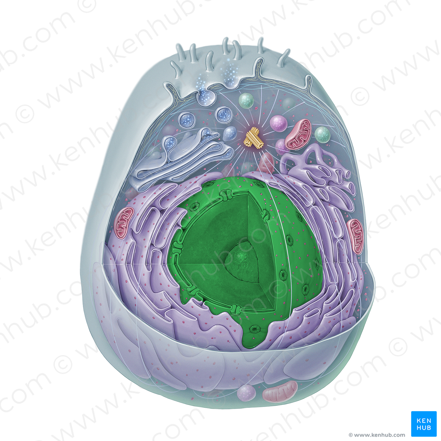 Cell nucleus (#15334)