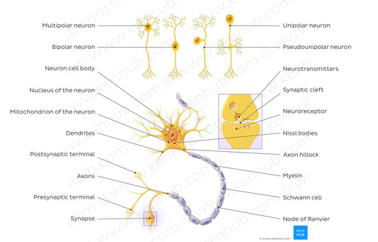 Neurons: Structure and types (English)