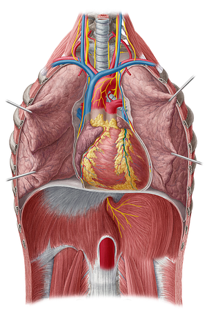 Anterior interventricular artery (#8720)