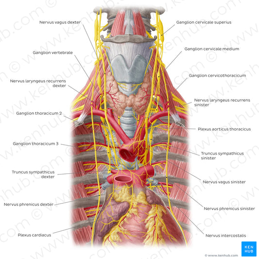 Nerves of the heart (Latin)