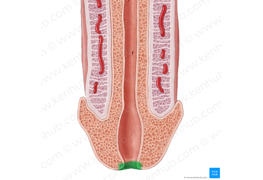 External orifice of urethra (#7559)