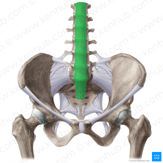 Anterior longitudinal ligament (#21515)