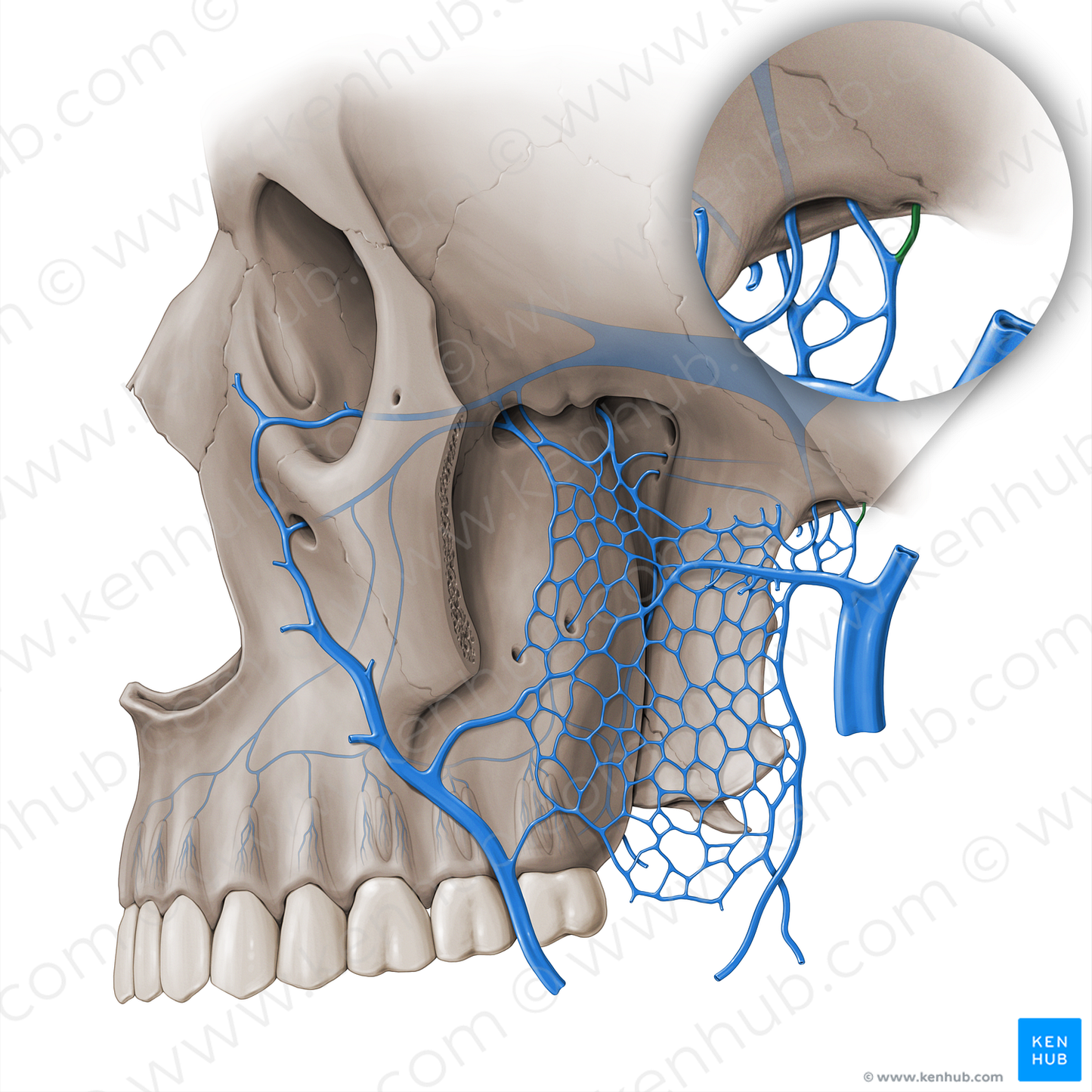 Middle meningeal vein (#18513)