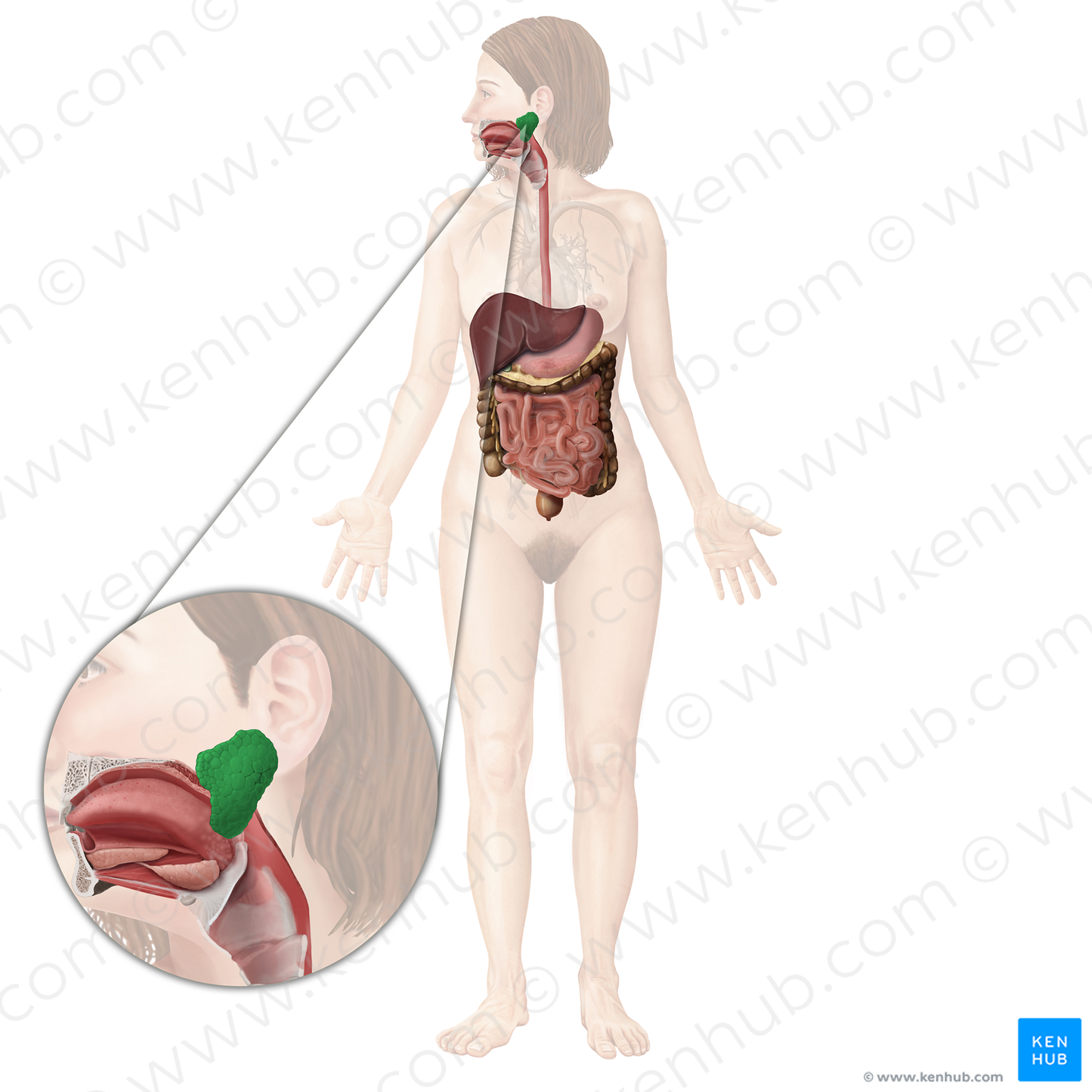 Parotid gland (#19970)