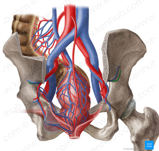 Superior gluteal artery (#1319)