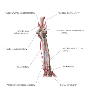 Arteries of the forearm: Posterior view (English)