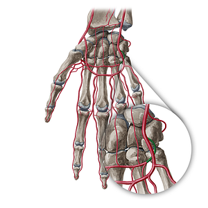 Deep palmar branch of ulnar artery (#20383)