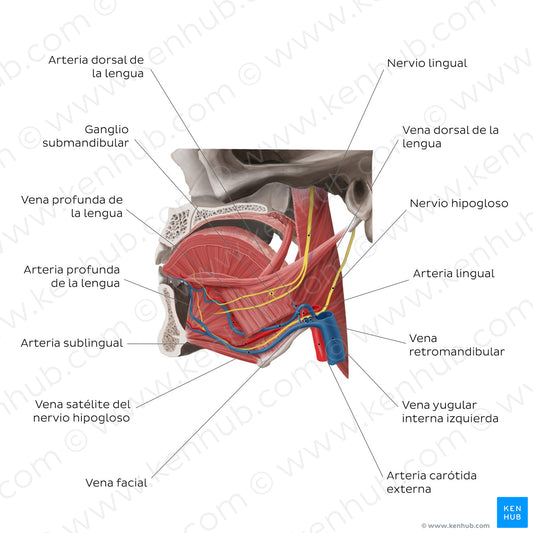 Neurovasculature of the tongue (Spanish)