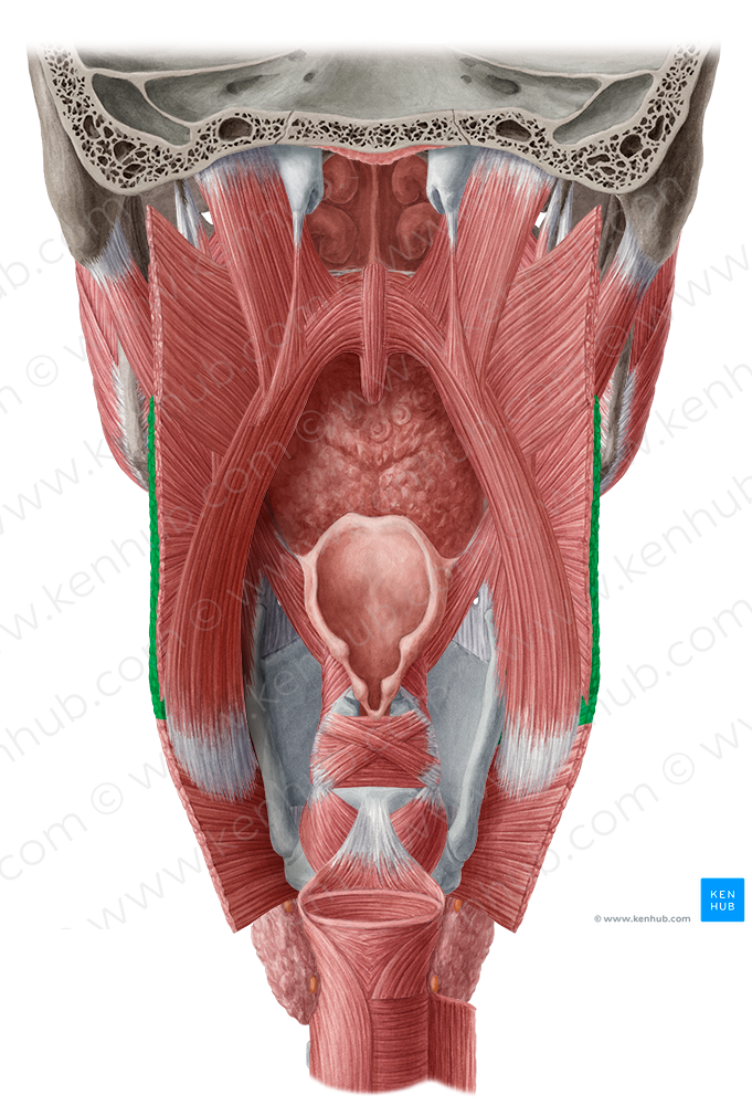 Thyropharyngeal part of inferior pharyngeal constrictor muscle (#7810)