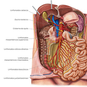 Lymph nodes of the small intestine (Portuguese)