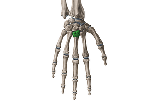 Base of 3rd metacarpal bone (#2161)