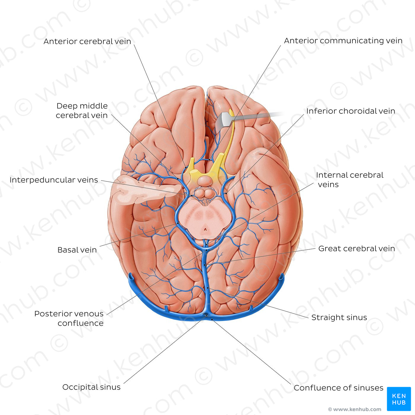 Cerebral veins - basal view (English)