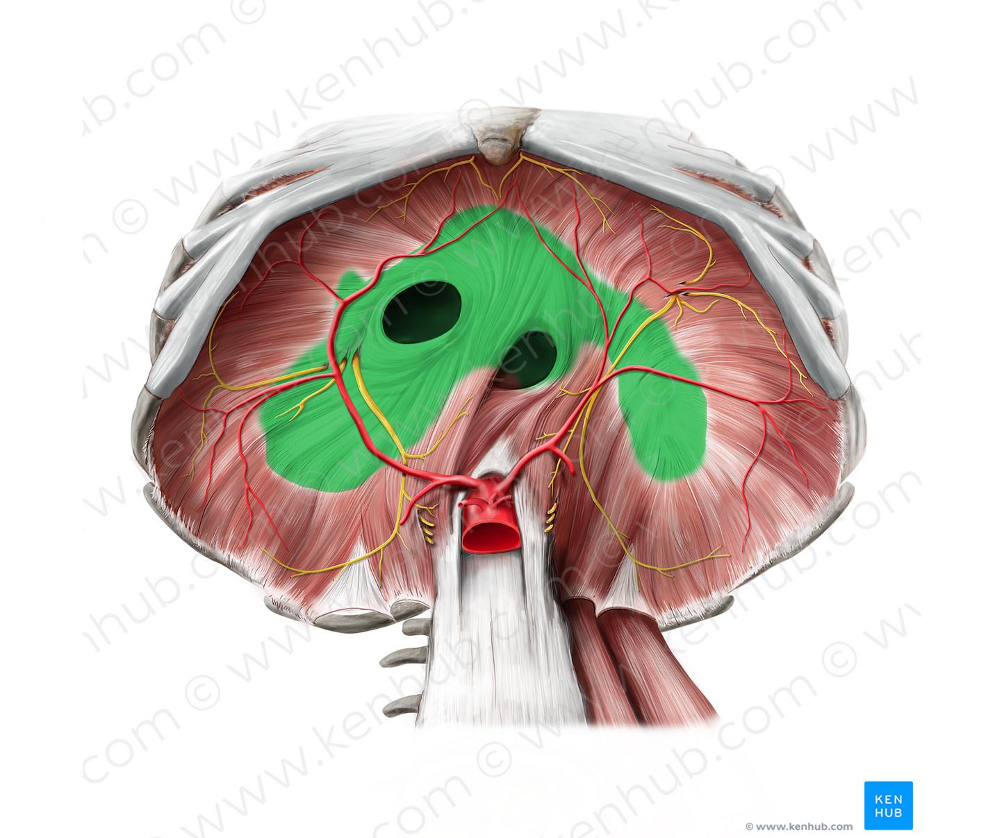 Central tendon of diaphragm (#2555)
