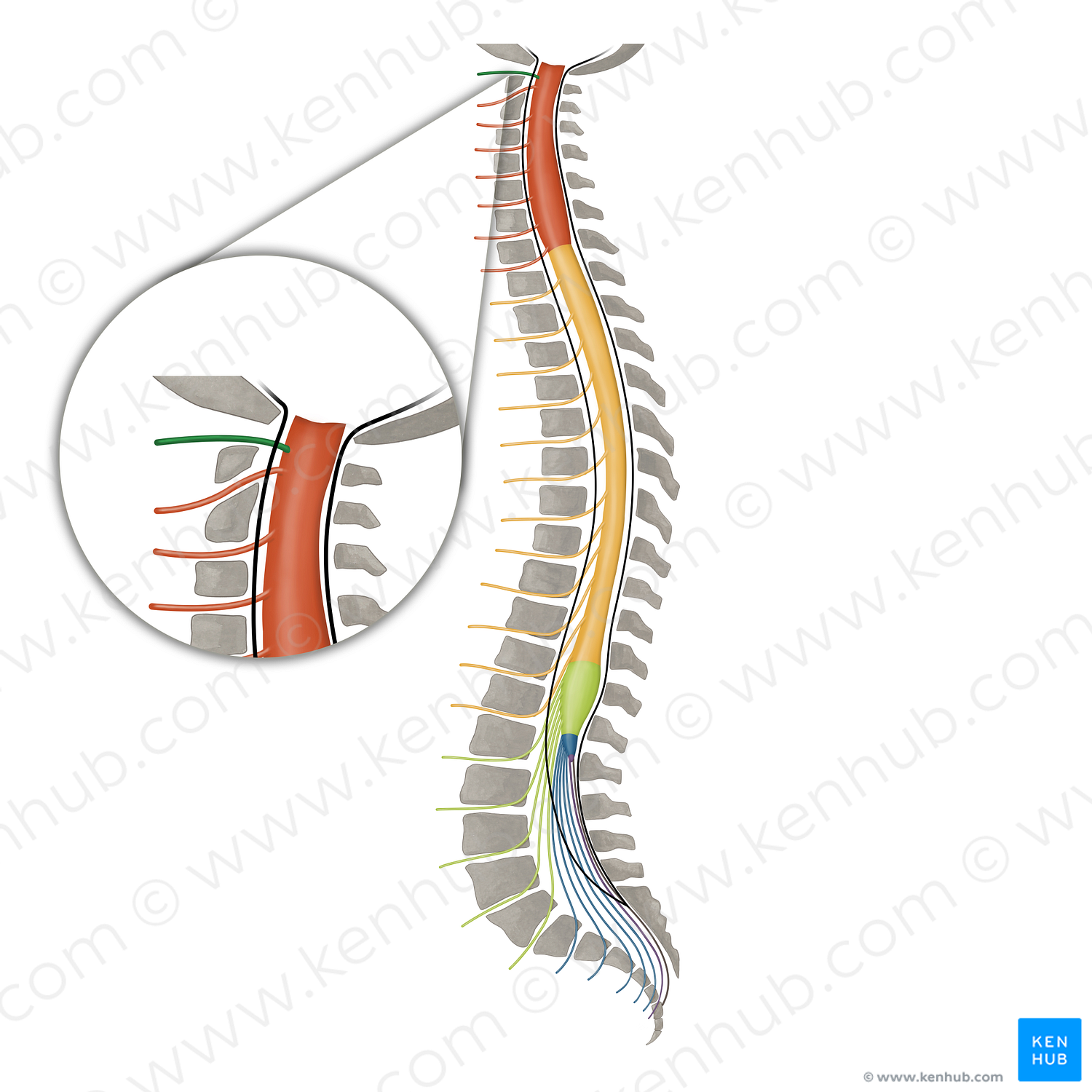 Spinal nerve C1 (#16085)