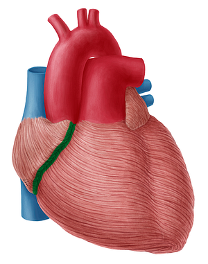 Coronary sulcus (#9252)