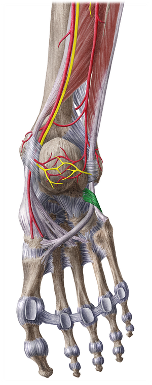 Inferior fibular retinaculum (#8928)