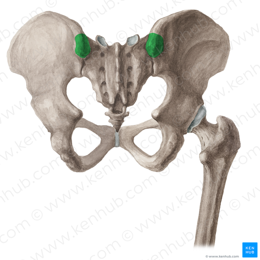 Posterior superior iliac spine (#16019)