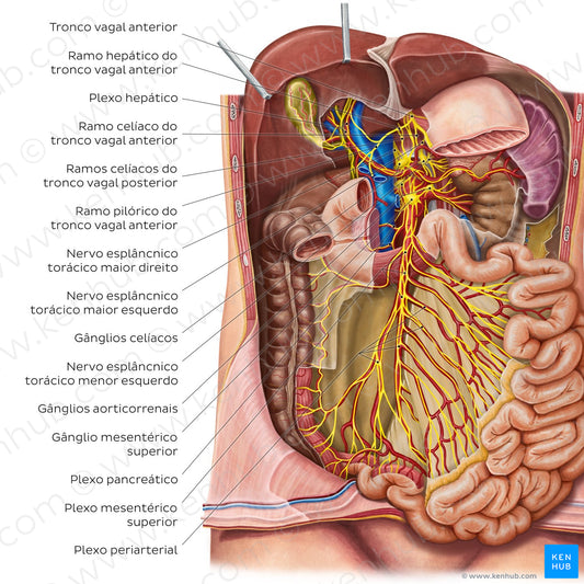 Innervation of the small intestine (Portuguese)