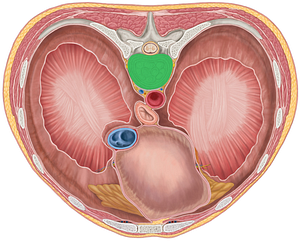 Intervertebral discs T7-T8 (#3275)