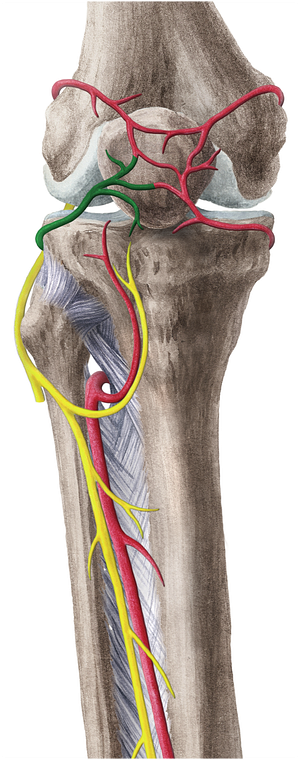 Inferior lateral genicular artery (#1442)