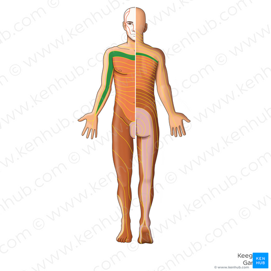 T1 dermatome (#20883)