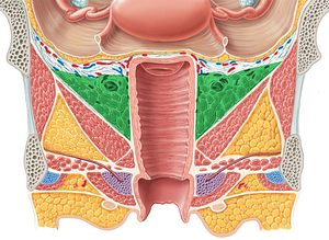 Paracolpium (#7647)