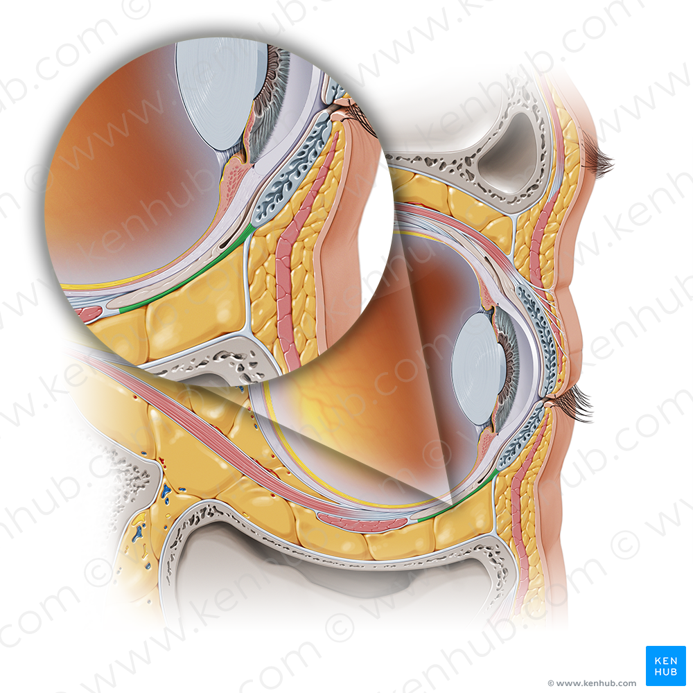 Inferior tarsal muscle (#6061)