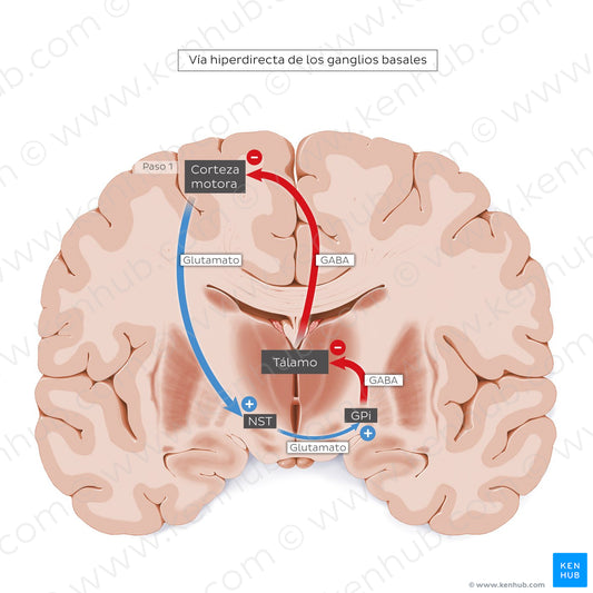 Hyperdirect pathway of the basal ganglia (Spanish)