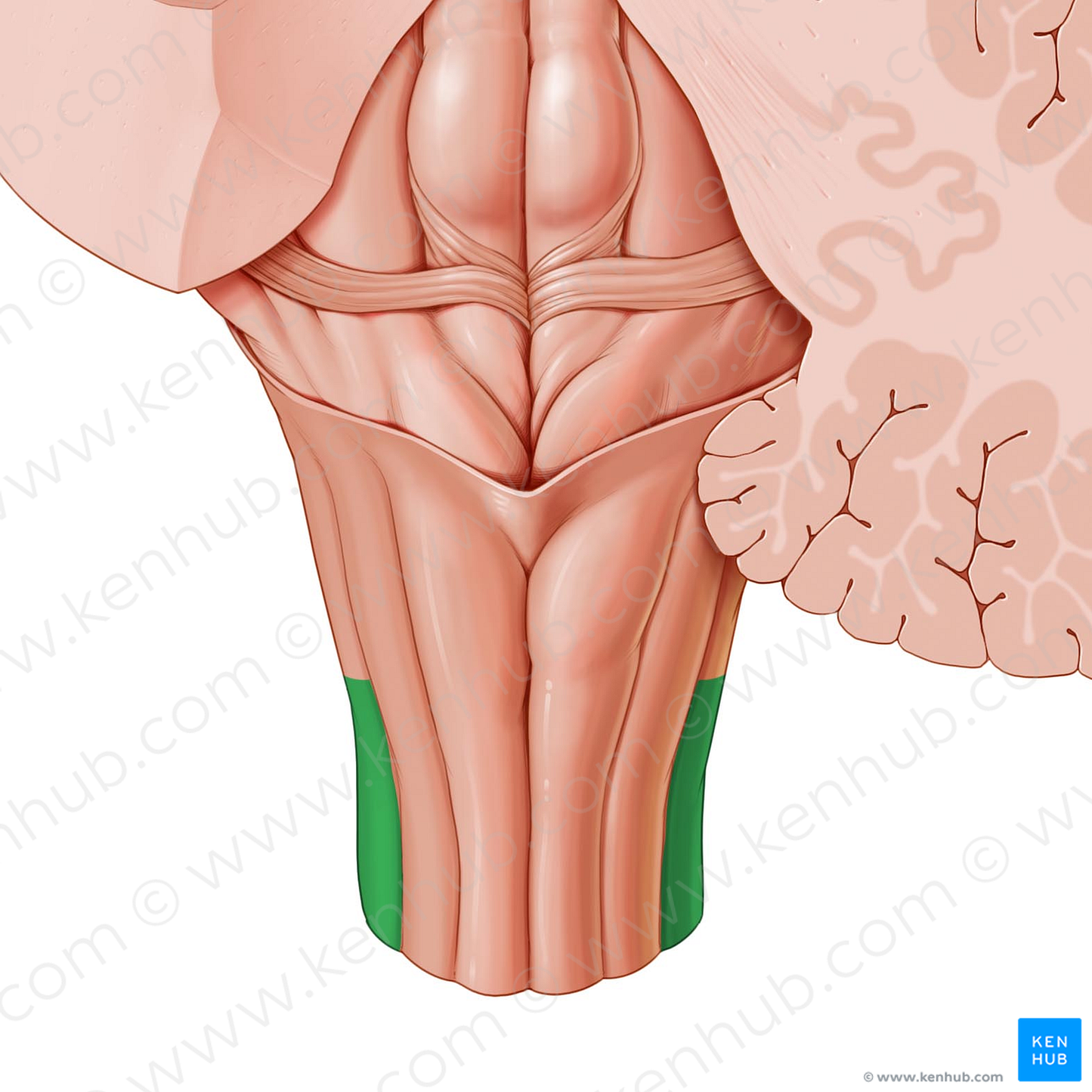 Lateral funiculus of medulla oblongata (#3940)