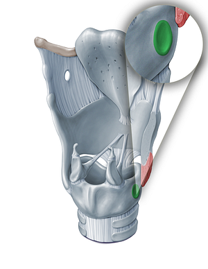 Thyroid articular surface of cricoid cartilage (#18363)