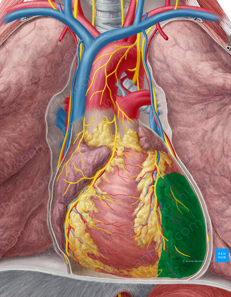 Left ventricle of heart (#10706)