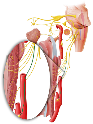 Carotid sinus nerve (#8800)
