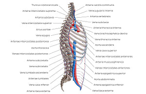 Arteries and veins of the back: Lateral view (Latin)
