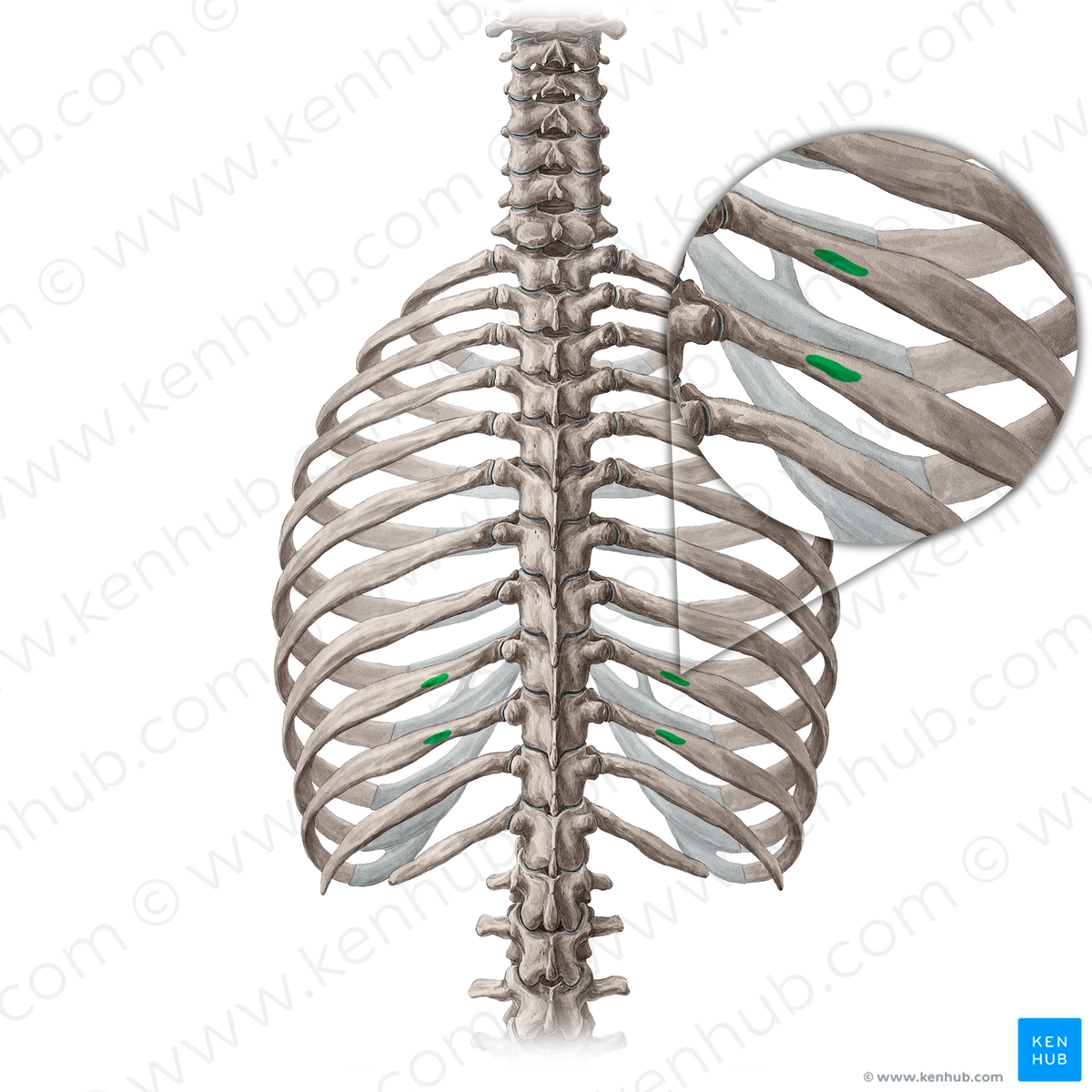 9e Rib Angle of 9th-10th ribs (#646) – Kenhub Image License Store