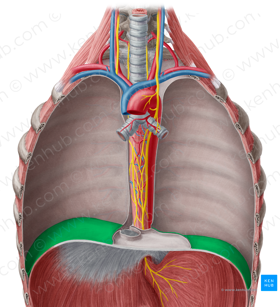 Diaphragmatic part of parietal pleura (#7704)