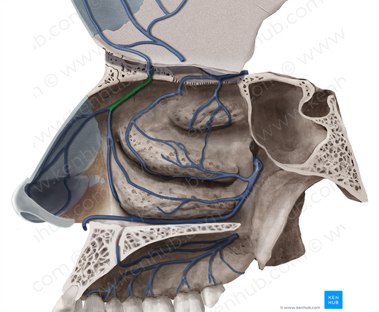 Anterior lateral nasal branches of anterior ethmoidal vein (#8515)