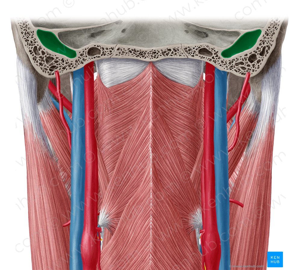Superior bulb of internal jugular vein (#2256)