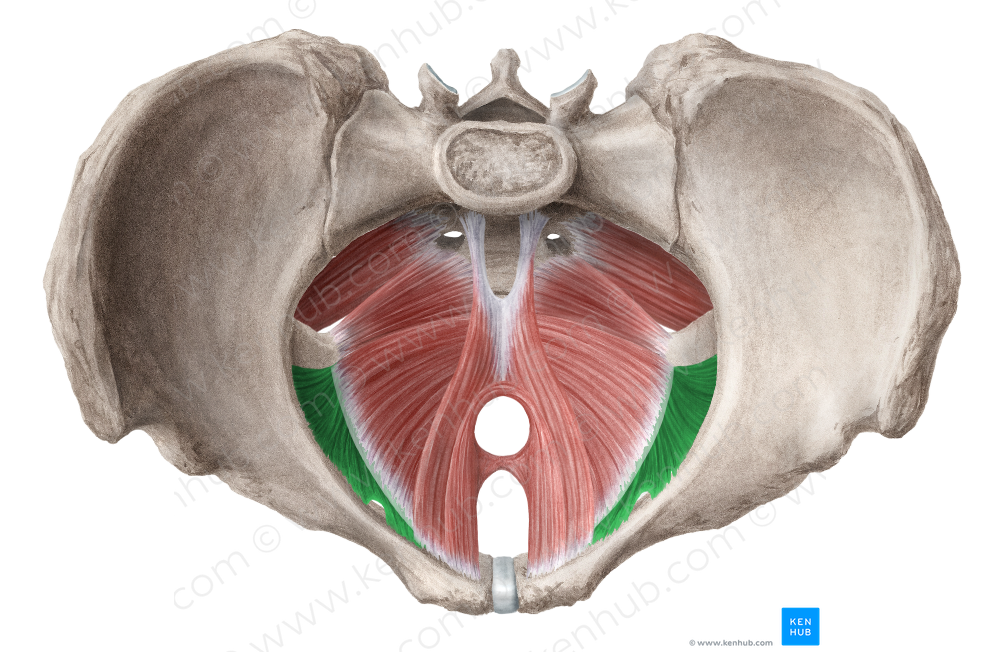 Obturator internus muscle (#5669)