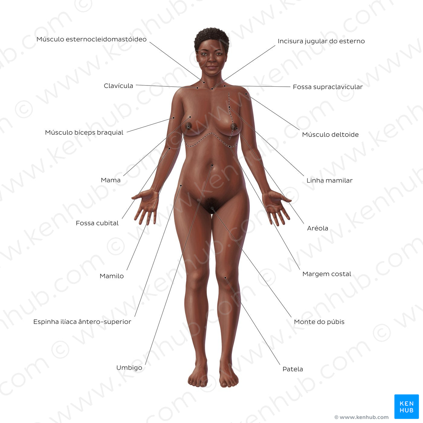 Female body surface anatomy - Anterior (Portuguese)