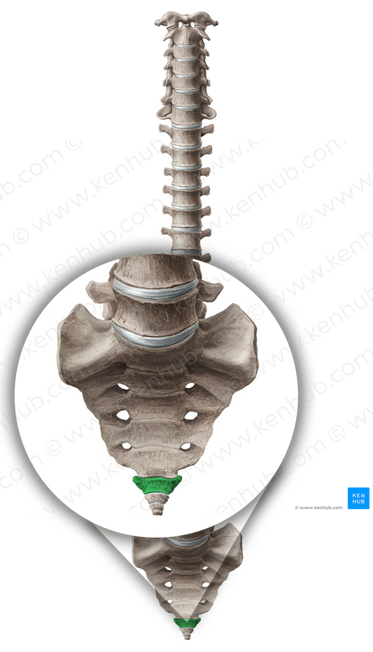 Vertebra Co1 (#12571)