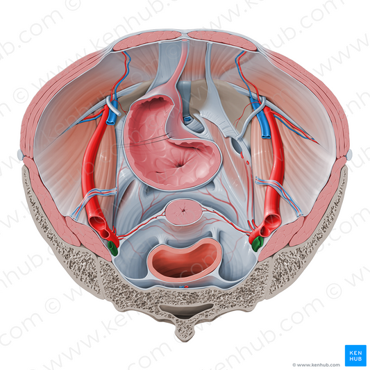 Internal iliac vein (#10316)