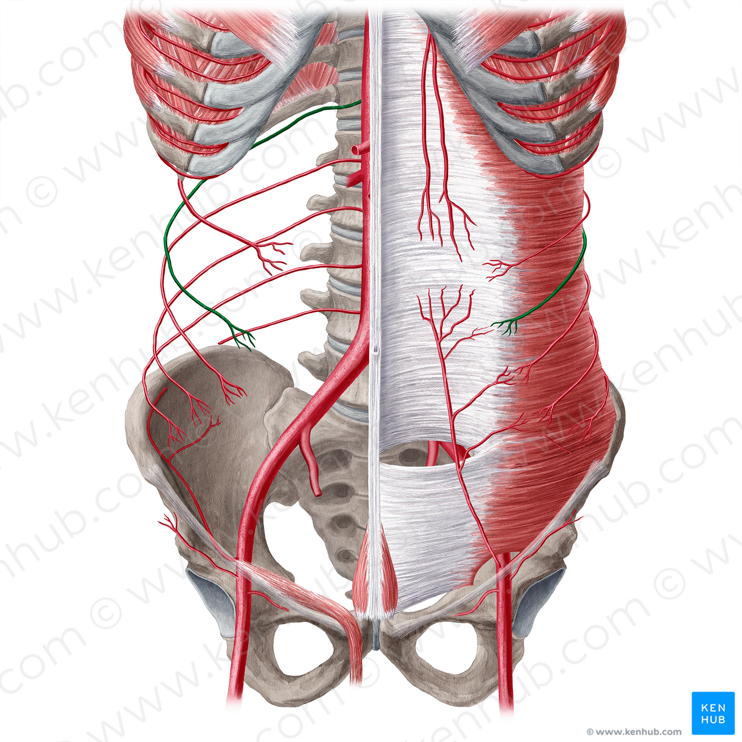 Subcostal artery (#21562)