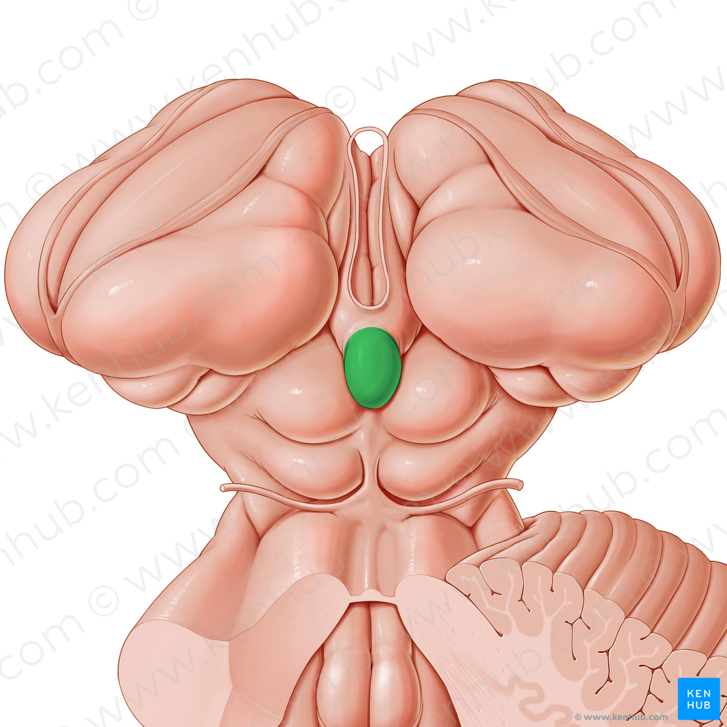 Pineal gland (#4090)