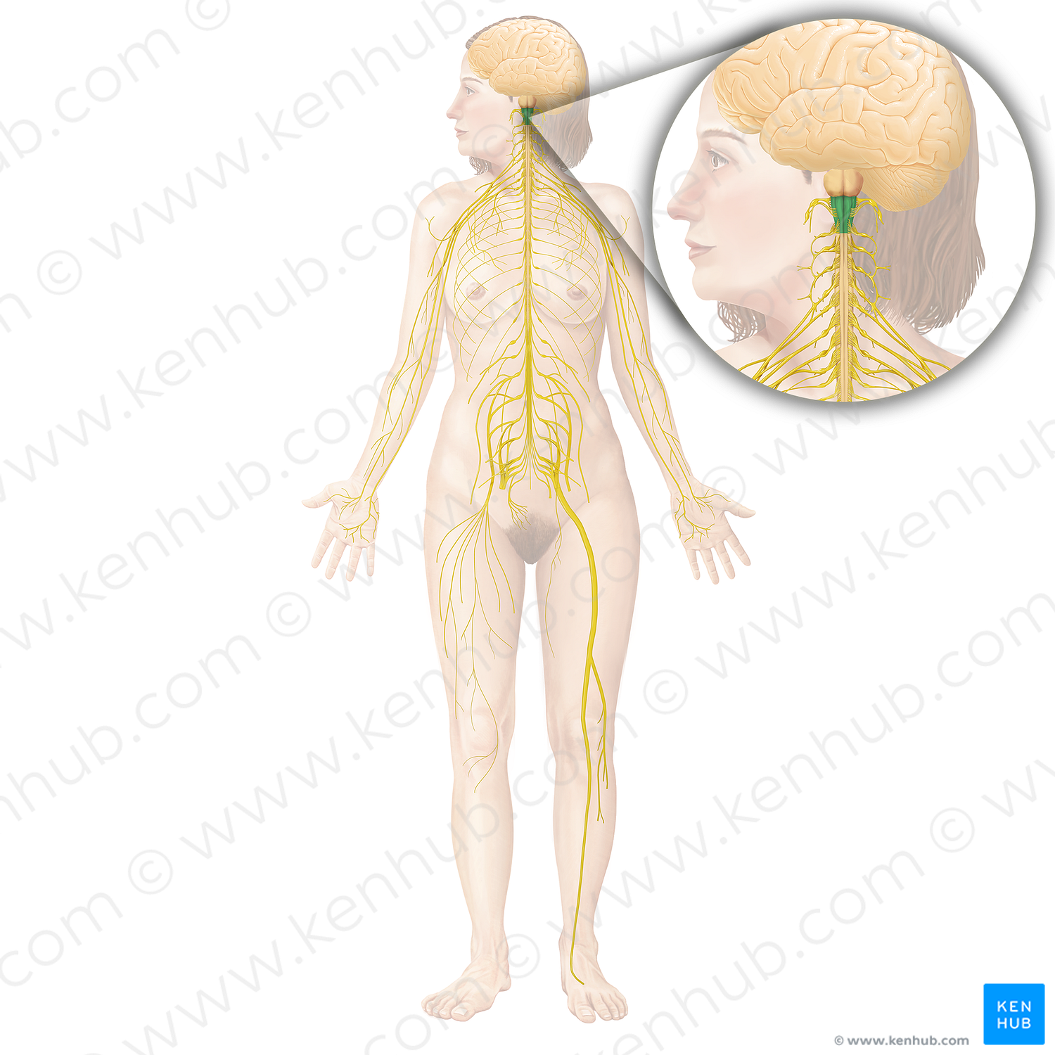 Medulla oblongata (#5002)