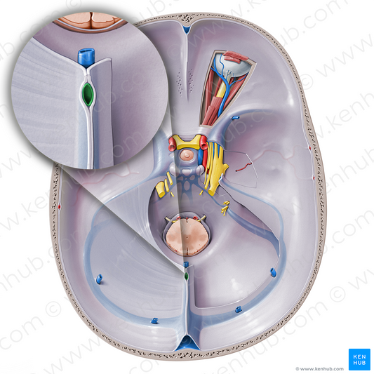 Inferior sagittal sinus (#9042)