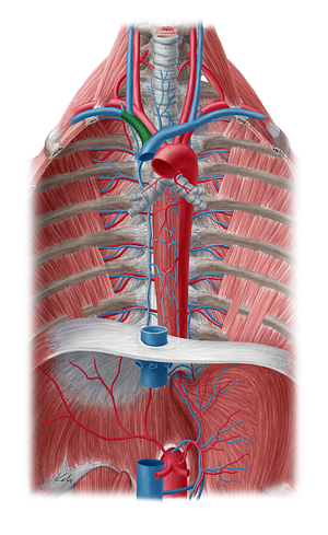 Right brachiocephalic vein (#10009)