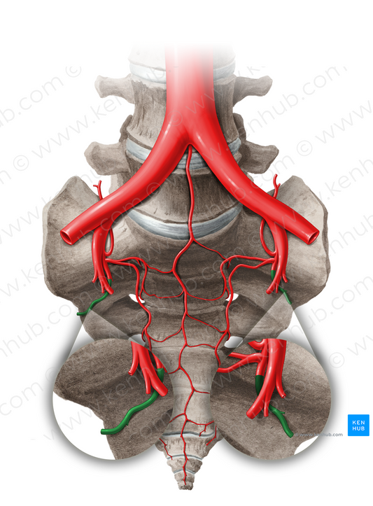 Superior gluteal artery (#14060)